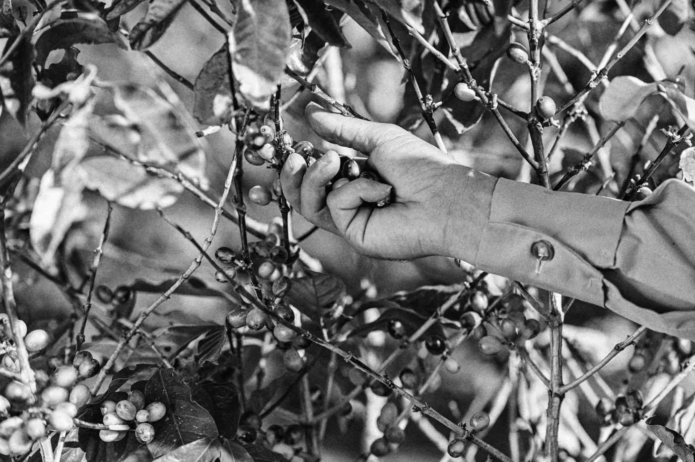 Selective picking of ripe cherries