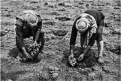 Planting seedlings
