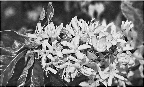 Coffee blossom