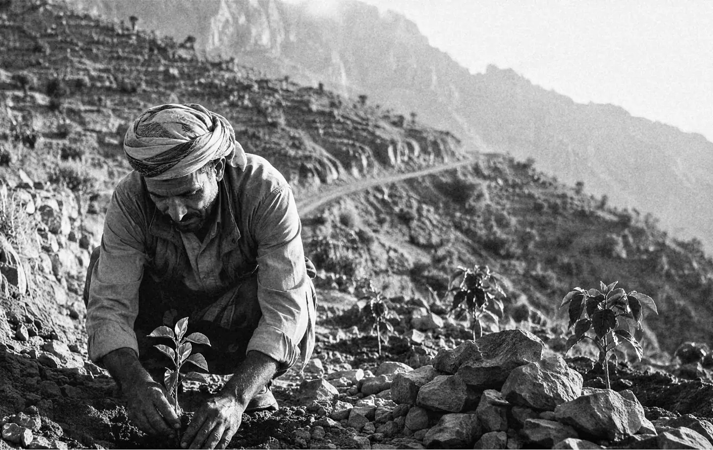 Planting new coffee seedlings on the terraces